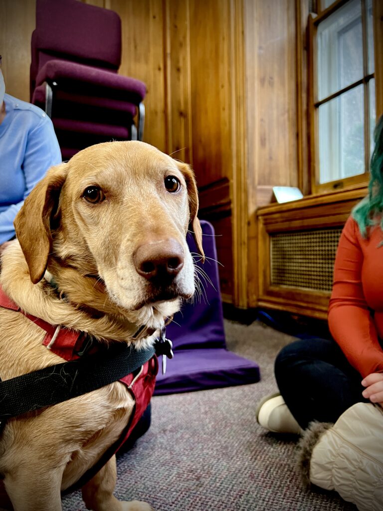 Teddy, Sophia Barrett's crisis response dog, pictured at Reconstructing Judaism's building.