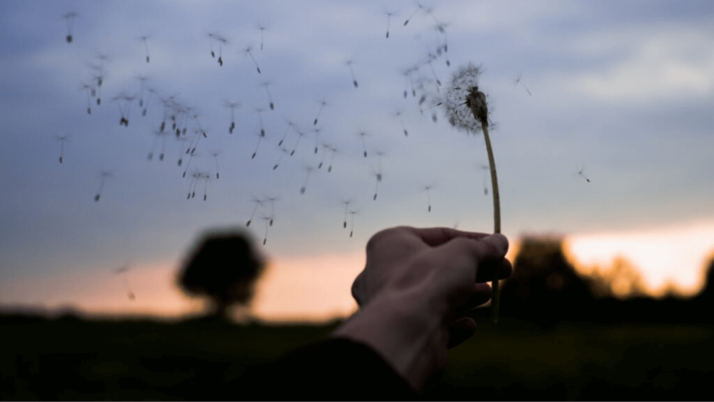 Hand holding a dandelion, dandelion seeds floating away in the breeze
