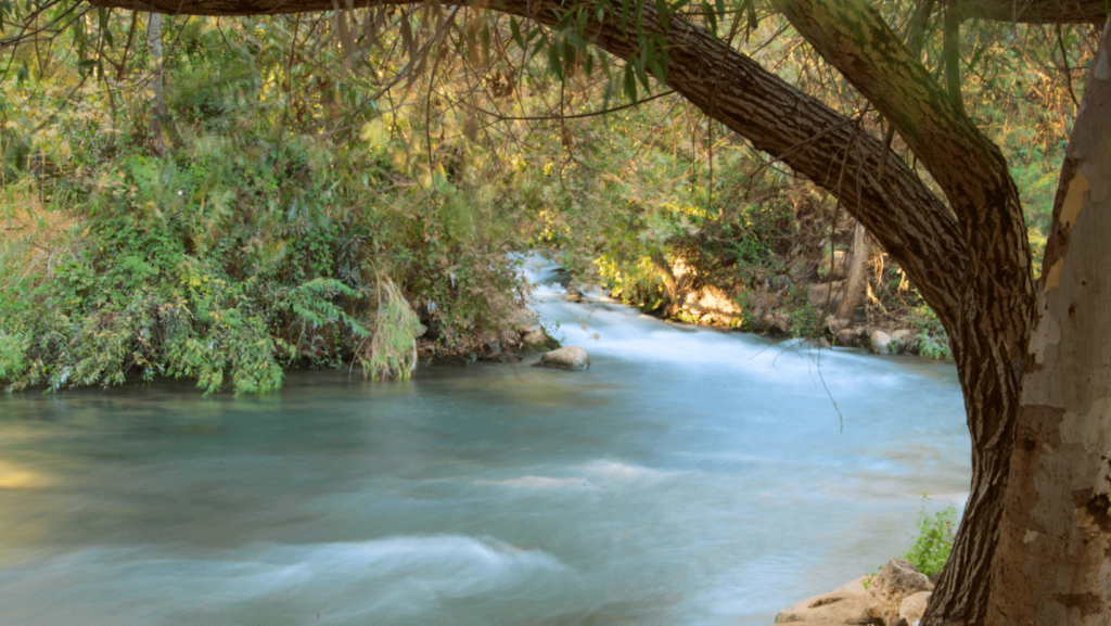 River with tree on the bank