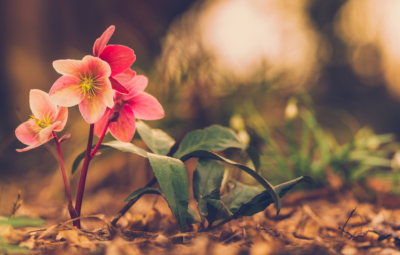 Pink flowers with green leaves growing on a forest floor, surrounded by blurred earthy background.