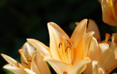 Close-up of blooming orange lilies with visible stamens against a dark green background.