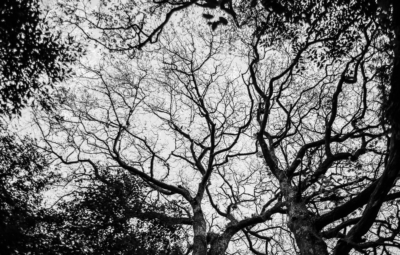 Black and white photo of tree branches silhouetted against the sky.