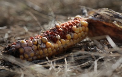 Close-up of a partially eaten corn cob lying on dry grass, with faded yellow kernels exposed.