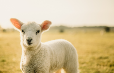 A fluffy lamb standing on a grassy field under a clear sky.