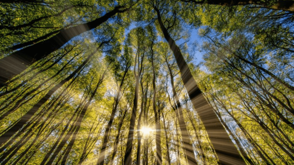 Sunlight filtering through trees in a forest, view looking upwards