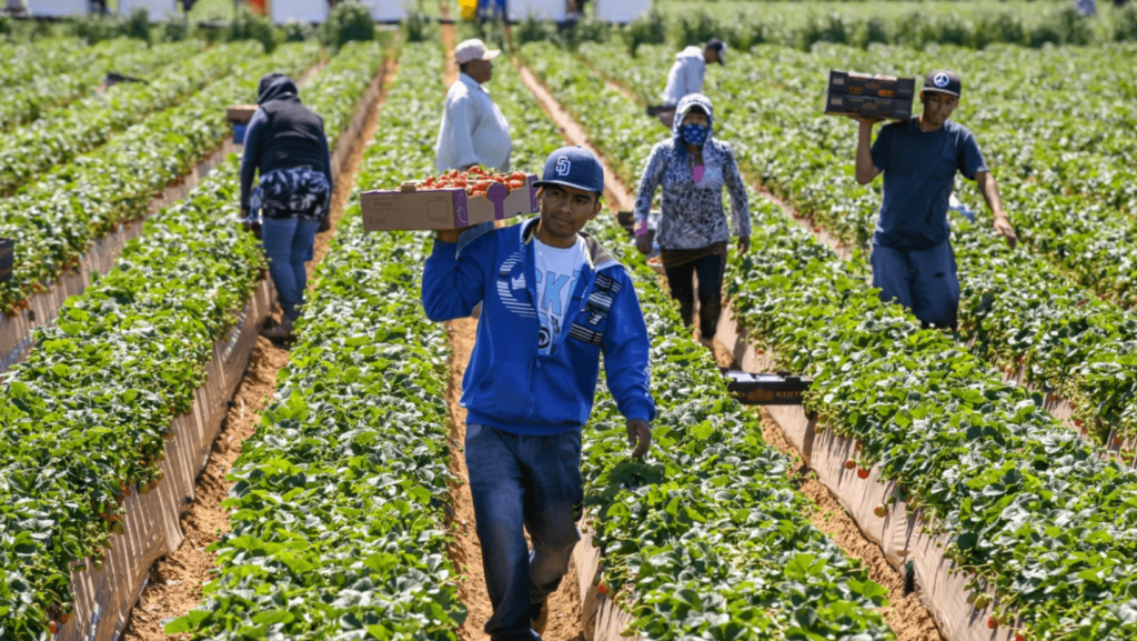 Workers harvesting tomatoes in a field