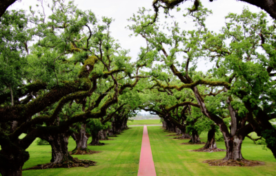 A path lined with large, winding oak trees on a grassy field under an overcast sky.