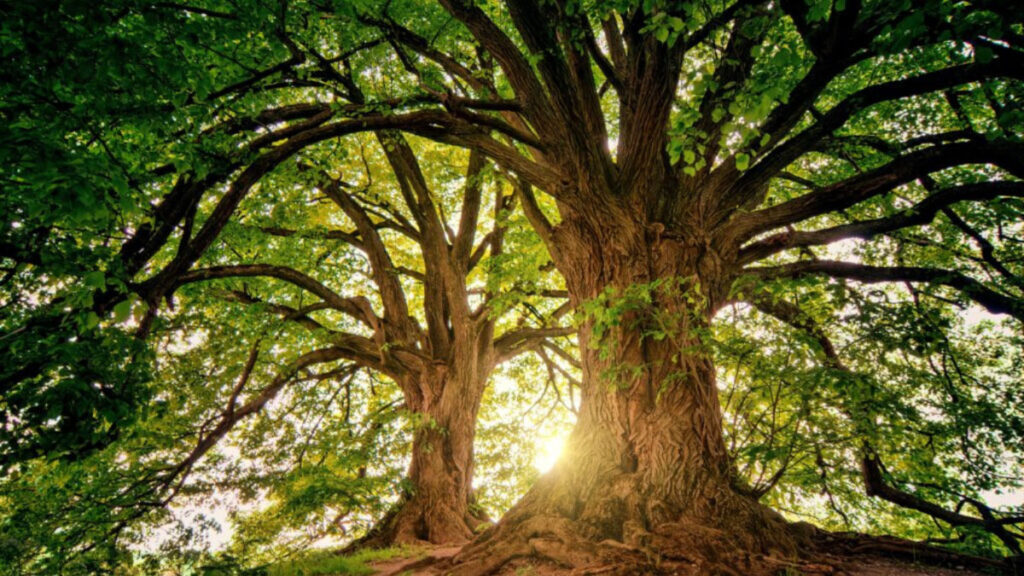 Two large trees with thick trunks and sprawling branches, sunlight filtering through lush green leaves.