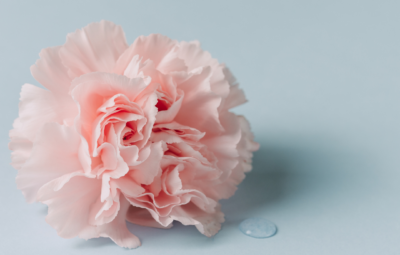 A pink carnation blossom next to a clear contact lens on a light blue background.