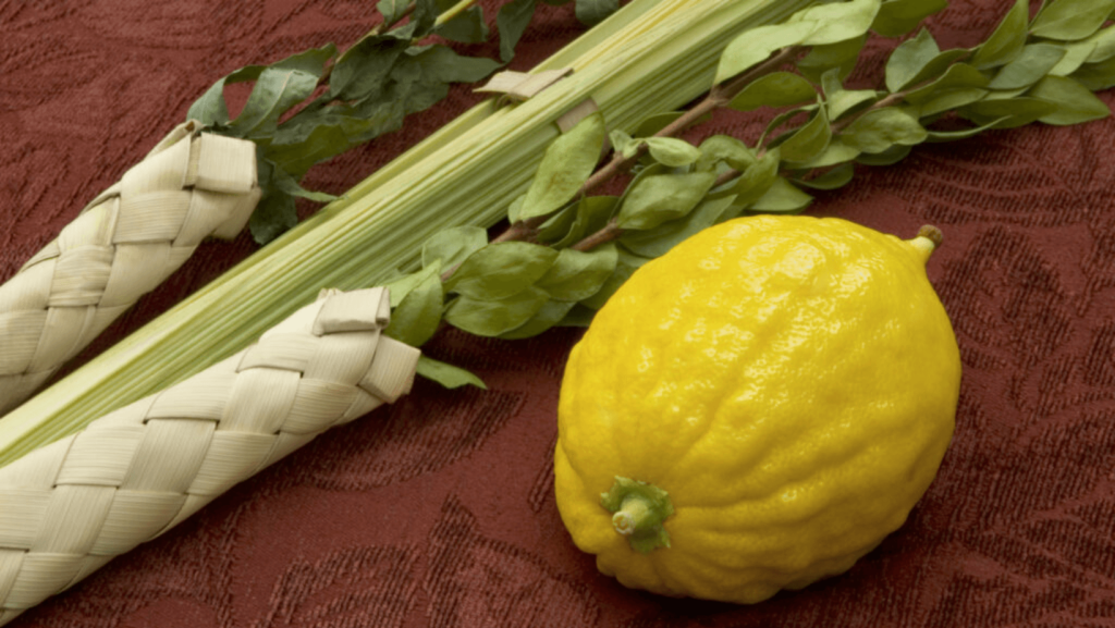 close-up on a lulag and etrog