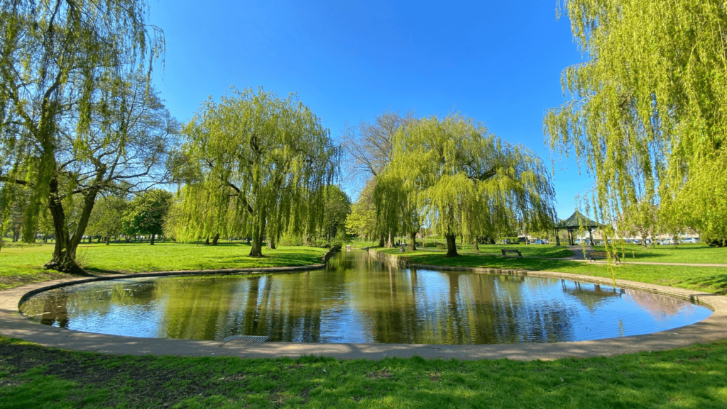 Man-made pond in a park surrounded by willow trees on a sunny day