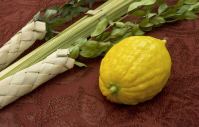 Etrog and lulav on a textured red surface, traditionally used in the Jewish festival of Sukkot.