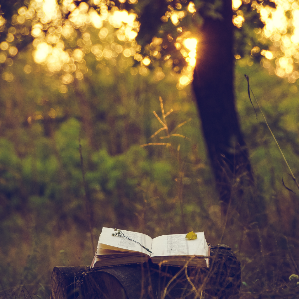 Open book on a tree stump in a forest with soft sunlight filtering through the leaves.