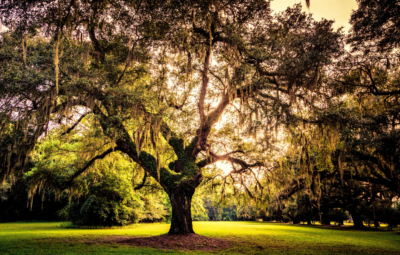 A large, sprawling tree with hanging moss is bathed in warm, golden light.