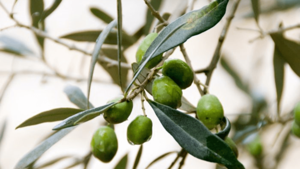 Close-up of fruits on a tree