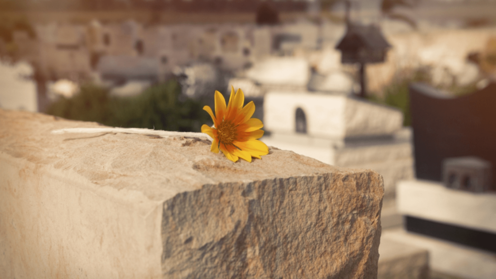 Yellow flower on a stone in a graveyard