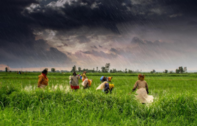 Farmers working in a lush green field under a dark, rainy sky.
