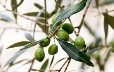 Fresh olives hanging from an olive branch