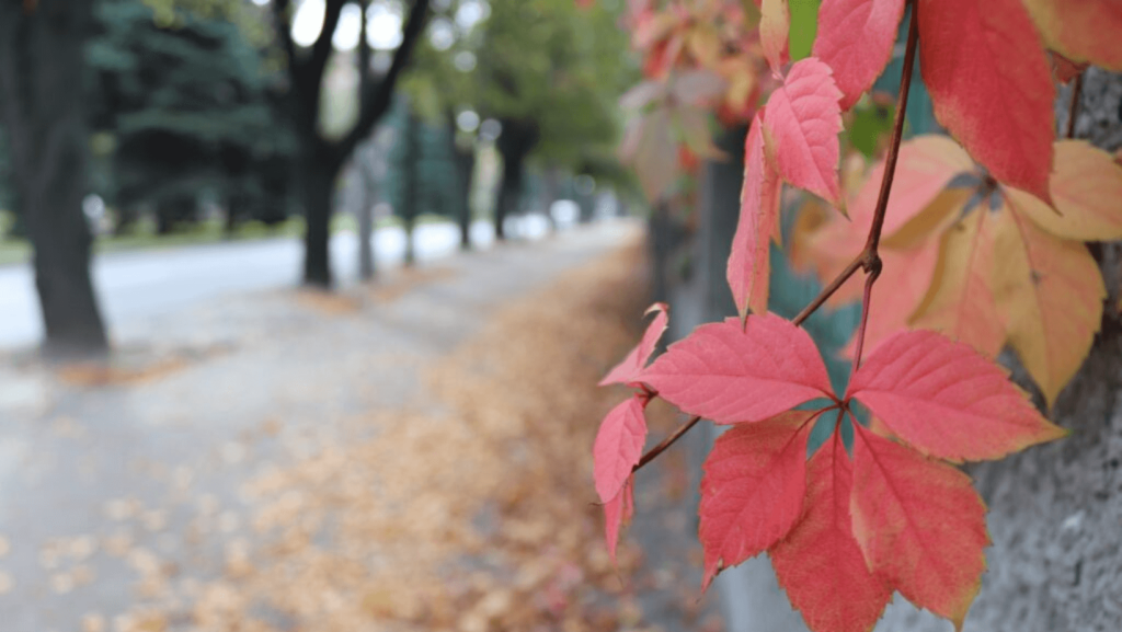 An empty tree-lined street with fall leaves in the foreground