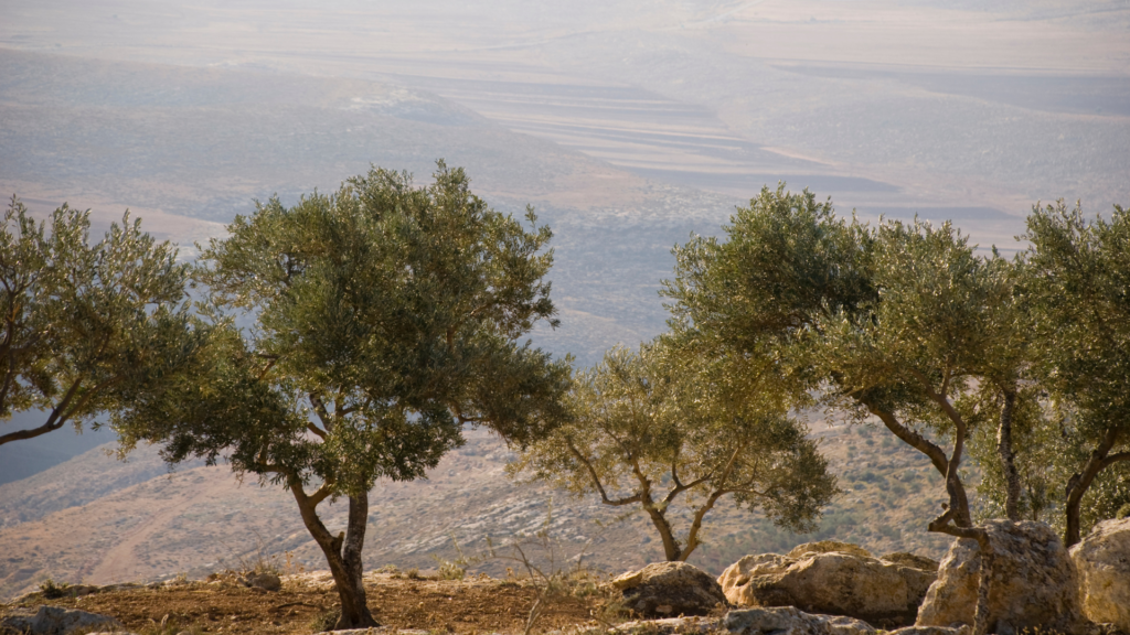 Olive trees in a rocky landscape with a hazy, mountainous backdrop.