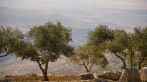 Olive trees in a rocky landscape with a hazy, mountainous backdrop.