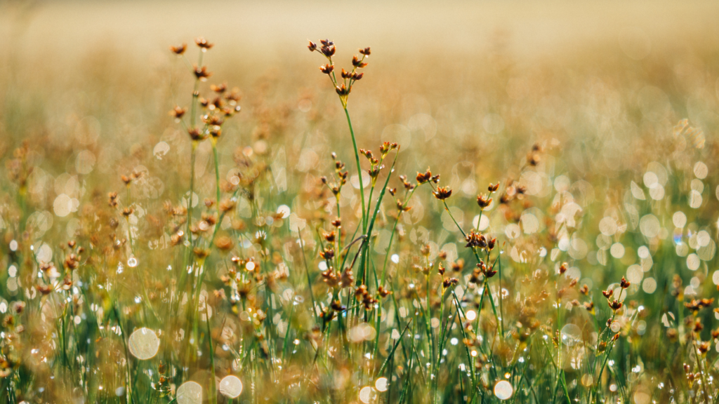 Close-up of a sunlit meadow with tall grass and small flowers, with bokeh effect in the background.