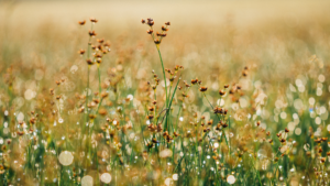 Close-up of a sunlit meadow with tall grass and small flowers, with bokeh effect in the background.