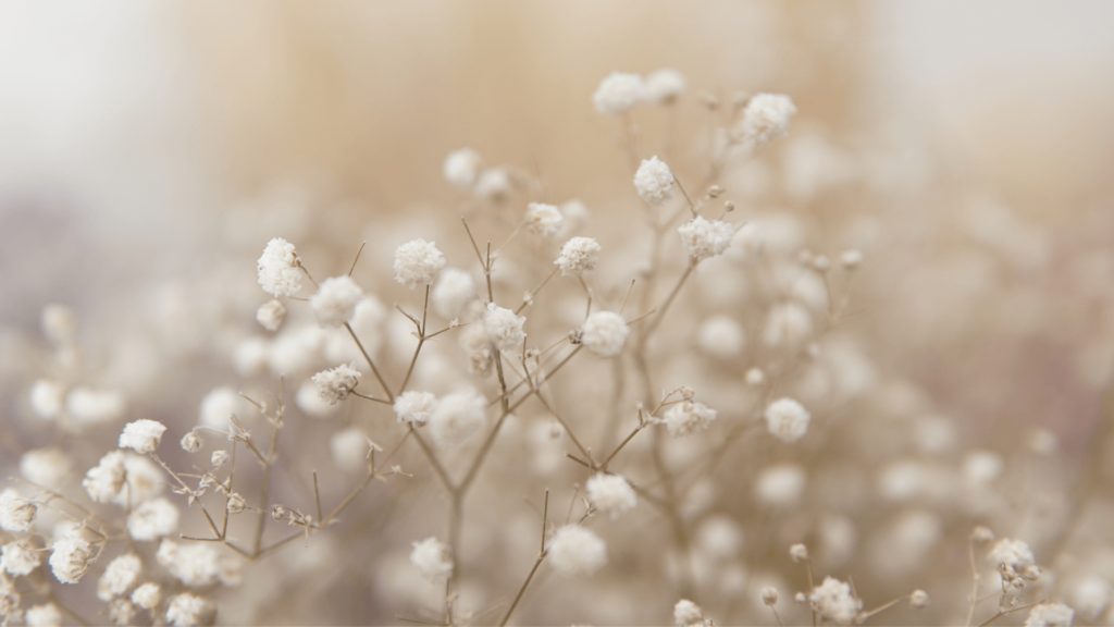 Small white flowers against a gauzy white and tan background