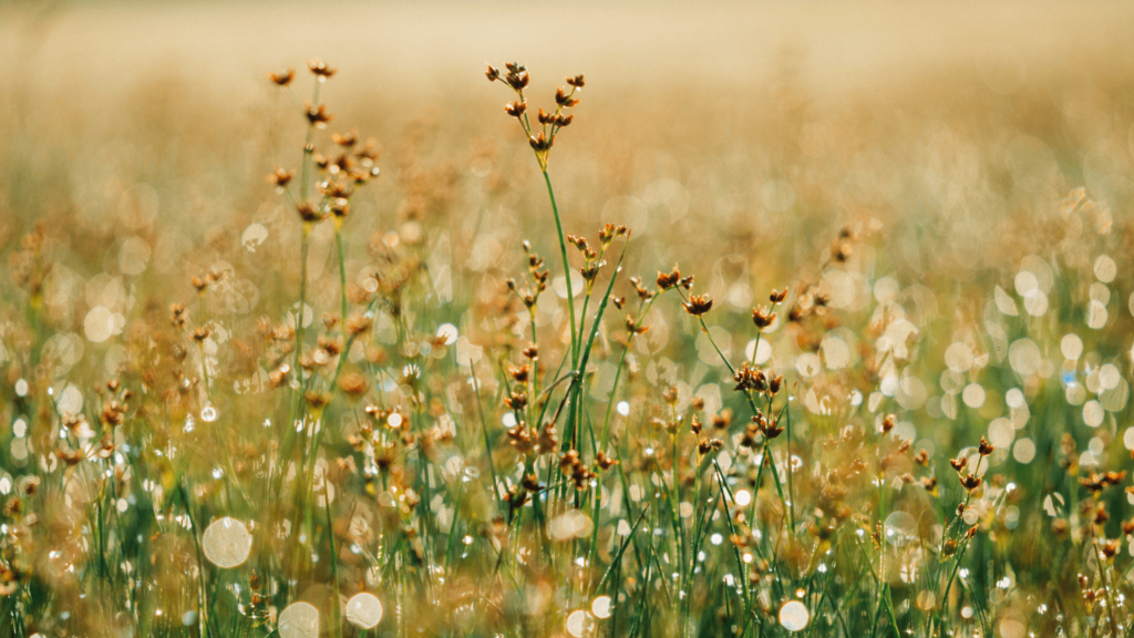 Wildflowers in a field