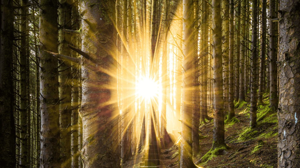 Sunlight filtering through trees in a forest