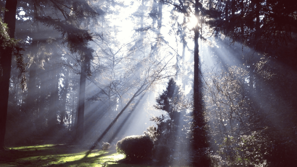 Light filtering through the trees in a deciduous forest