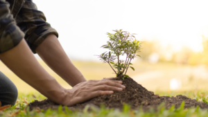A person planting a small tree in soil with both hands in a park setting.