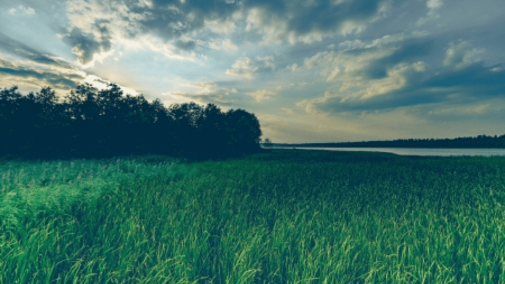 A field of green grass with trees in the distance and a cloudy sky