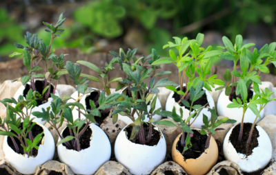 Young plants growing in eggshells placed in a carton, set against a blurred outdoor background.