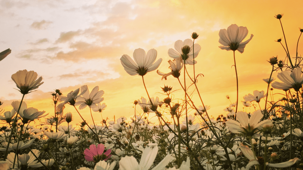A field of white and pink flowers against a yellow sunset