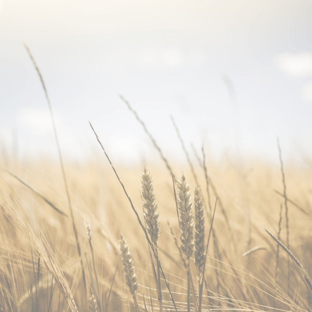 Golden wheat field with tall stalks under a soft, clear sky, capturing a serene and pastoral scene.