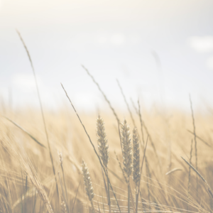 Golden wheat field with tall stalks under a soft, clear sky, capturing a serene and pastoral scene.