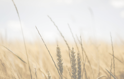 Golden wheat field with tall stalks under a soft, clear sky, capturing a serene and pastoral scene.
