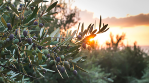 Olive branches with ripe olives at sunset, a sunburst peeking through leaves, creating a warm and serene atmosphere.