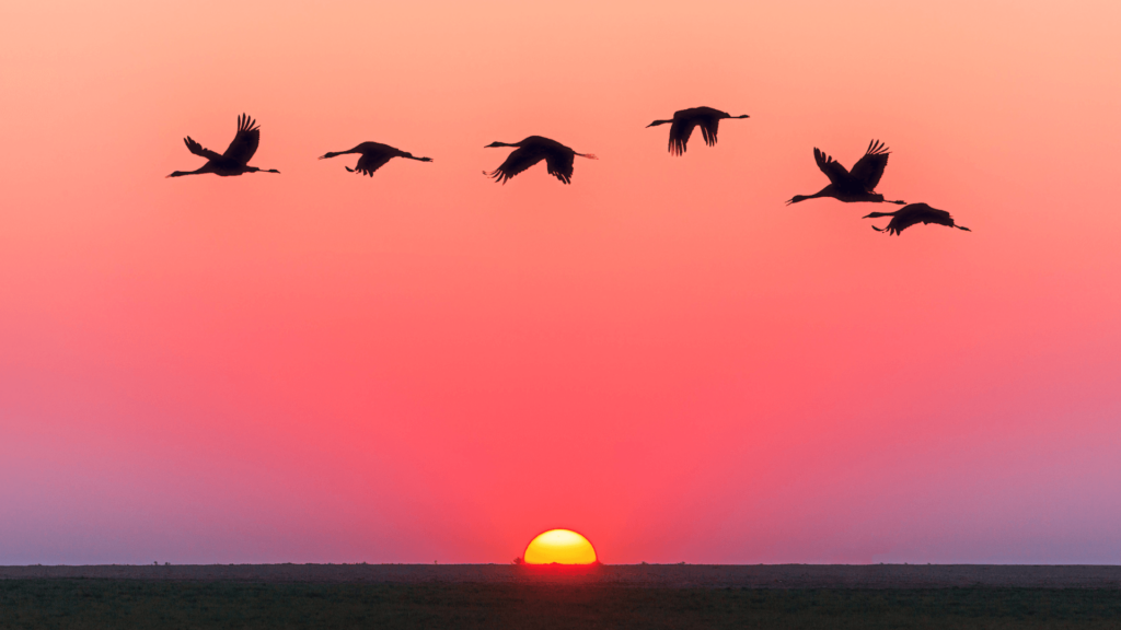 Silhouette of birds against a pink and purple sunset