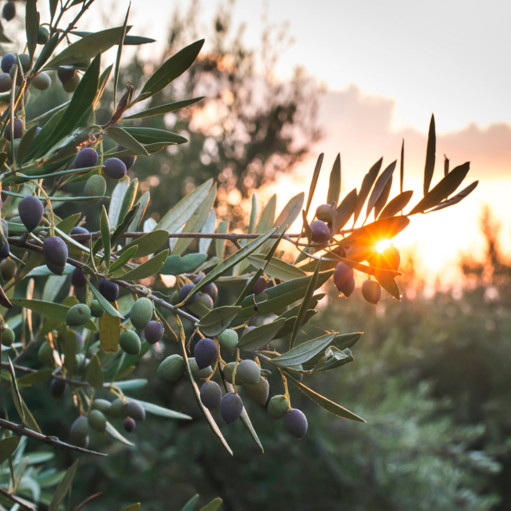 Sunlight filters through olive branches laden with ripe olives in a peaceful grove at sunset.