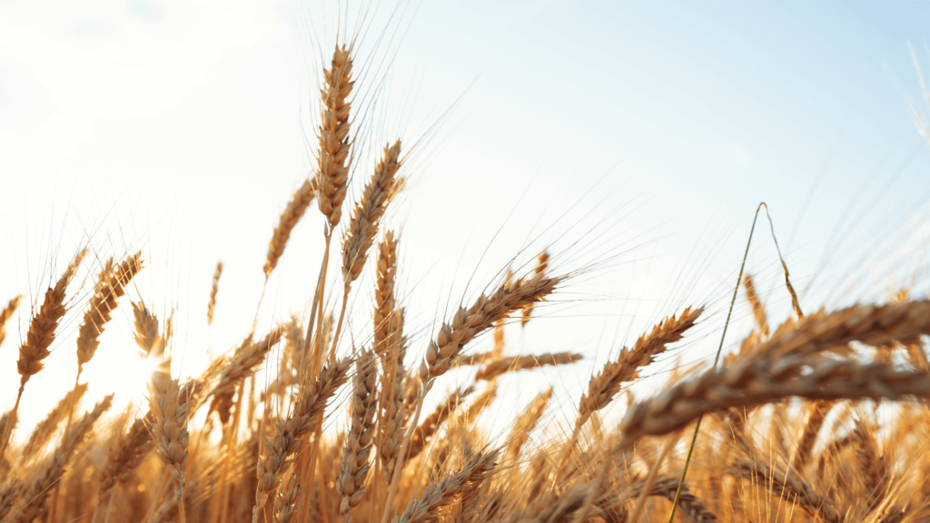 Close-up of wheat in a field against a blue sky