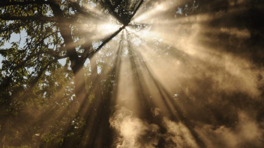 Sunbeams radiate through tree branches, illuminating swirling mist in a forest setting.