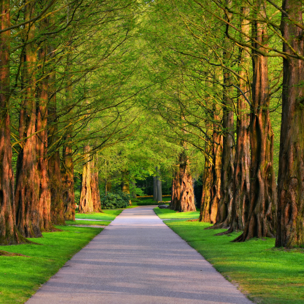 A path lined with tall, green trees in a lush forest, leading into the distance under a bright, clear sky.
