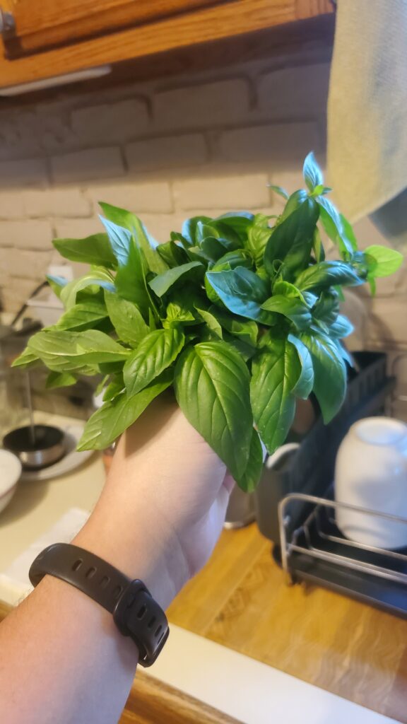 A hand holds a bunch of bright green basil leaves.