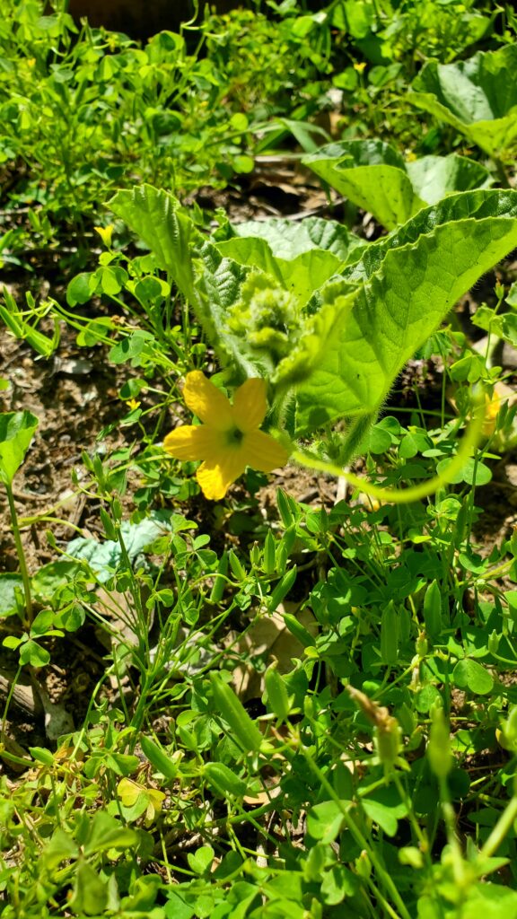 Centered on a background of green leaves and weeds, a five-petaled yellow flower opens to partial shade.