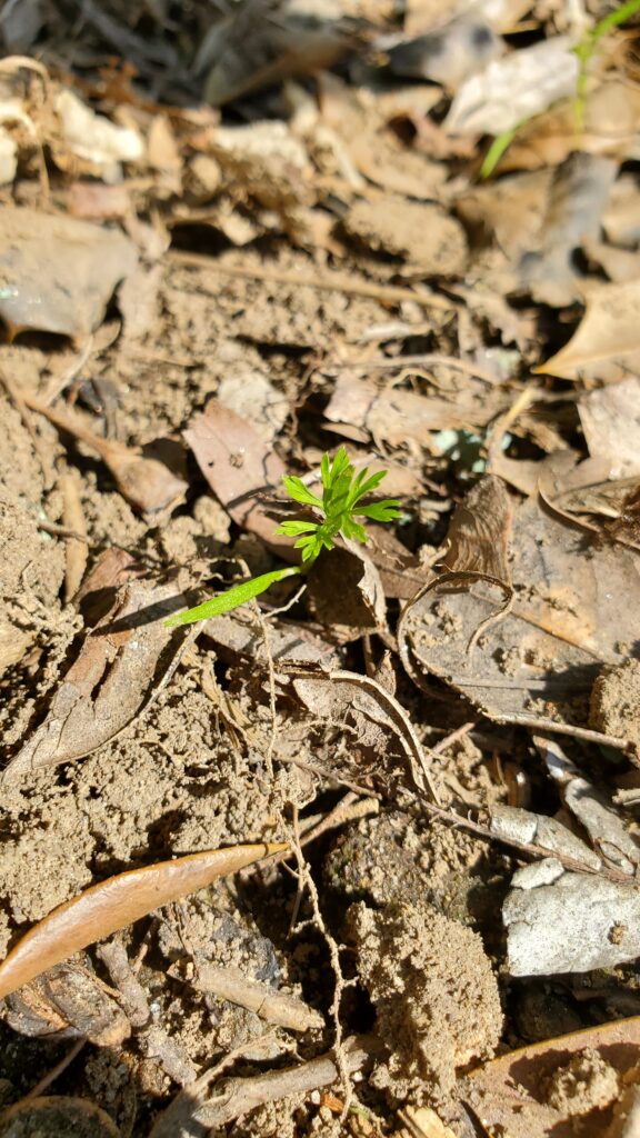 A tiny carrot seedling pokes out from brown earth and leaf litter.