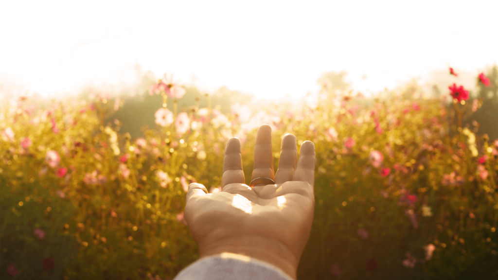 A person's hand outstretched in a field of wildflowers