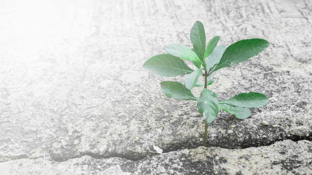 A small plant growing out of a crack in a stone