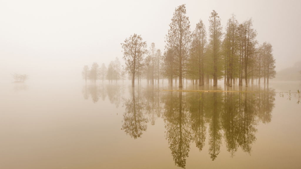 The reflection of trees on a lake in the fog